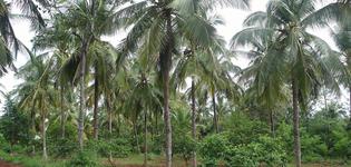 Social Impact_Tree Plantation: Creating a greener world