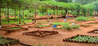 Differnt kinds of plants